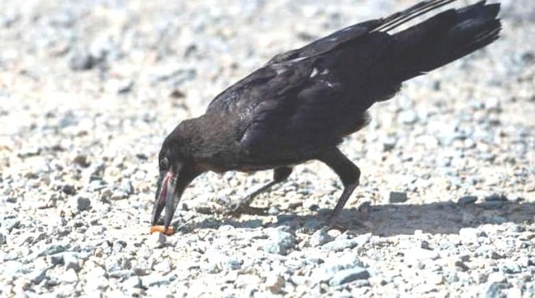 Французские орнитологи обучают ворон собирать мусор в парках