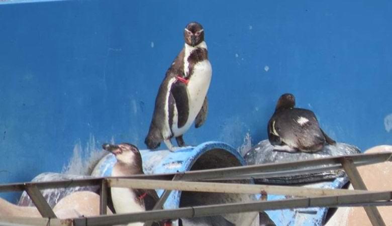Дельфин, пингвины и другие животные месяцами выживают в заброшенном аквариуме