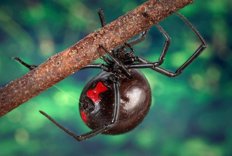 Ученые разгадали загадку сверхпрочной паутины паука - черная вдова