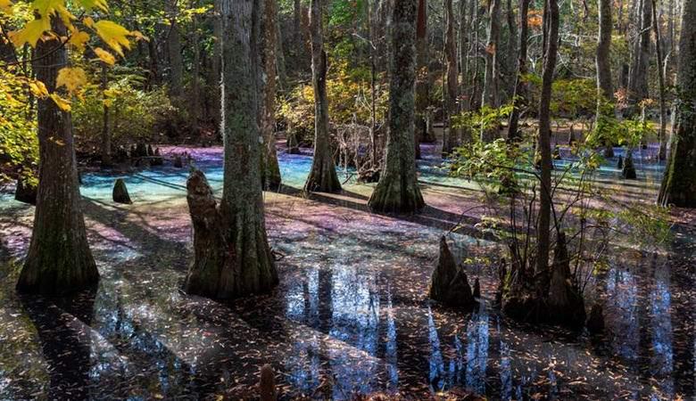 Удивительное радужное болото обнаружили в Виргинии