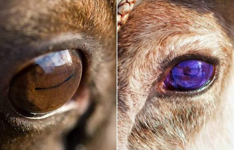 Выяснилось, почему под Рождество у северных оленей меняется цвет глаз