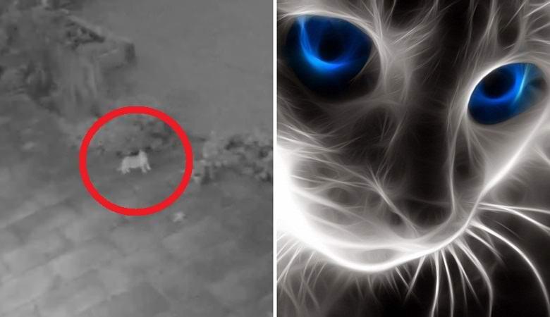 Загадочный исчезающий кот попал на камеру