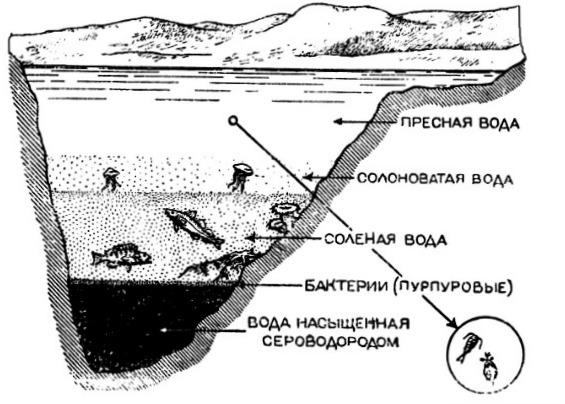 В уникальном реликтовом озере Могильном ученые зафиксировали изменения
