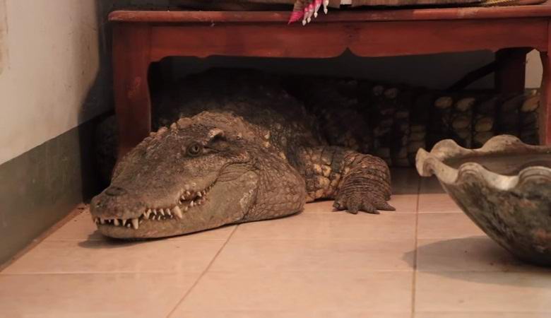 Таиландец 20 лет живет с крокодилом в своем доме