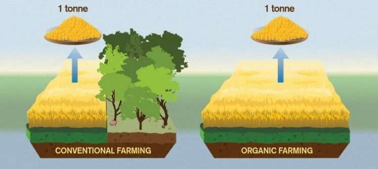 Органическое сельское хозяйство оказалось вреднее традиционного