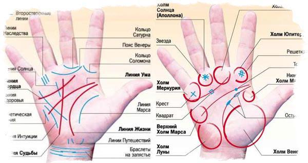 Хиромантия — линии на руке и их значение