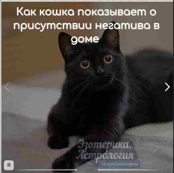 Как кошка показывает о присутствии негатива в домеКошка
