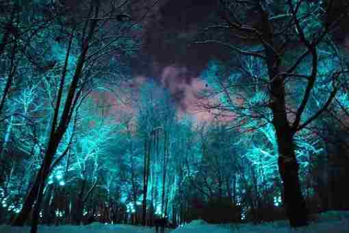 Сказочный лес на Воробьёвых горах kse_sokolova