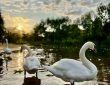 Лебеди в Ландшафтном парке «Митино» Наталия Смирнова