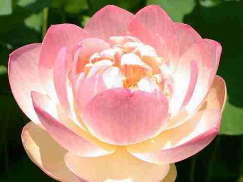 Привлечение любви: медитация «Цветок лотоса». Существует великое множество практик, которые помогают людям развивать свои…