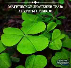 Магическое значение трав: секреты предков Наши предки придавали травам огромное значение. Многовековой опыт использования…
