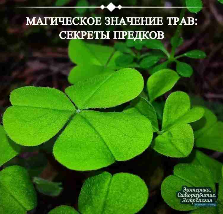 Магическое значение трав: секреты предков Наши предки придавали травам огромное значение. Многовековой опыт использования…