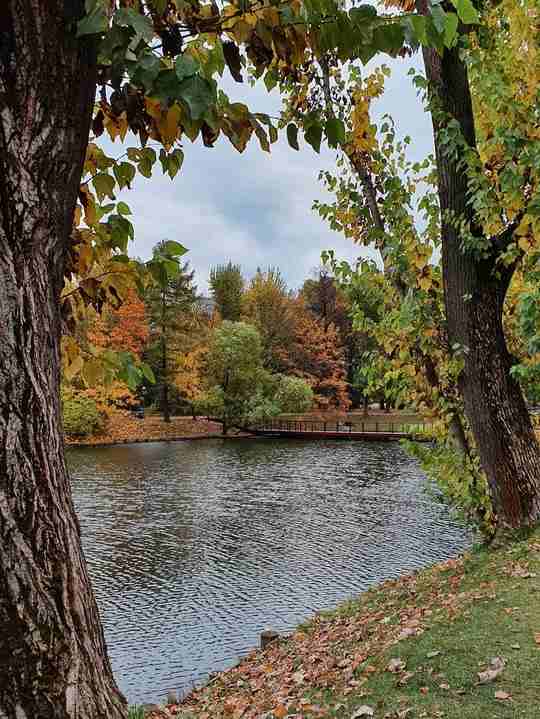 Воронцовский парк. Фото: Екатерина Нарышкина