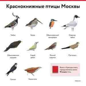 Краснокнижные птицы Москвы