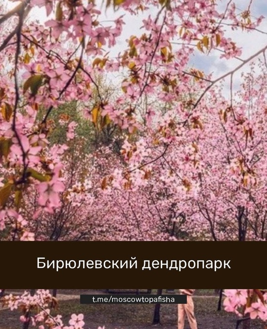 Где в Москве увидеть цветущую сакуру: