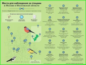 Места для наблюдения за птицами в Москве и Московской области