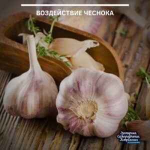 Воздействие чеснока Если разобрать слово чеснок по частям то можно получить следующее: «Чи» -…