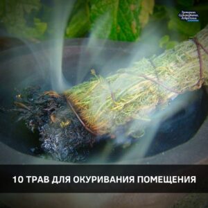 10 трав для окуривания помещения 1. Можжевельник Можжевельник обладает сильным очищающим потенциалом. Дым сожженной…