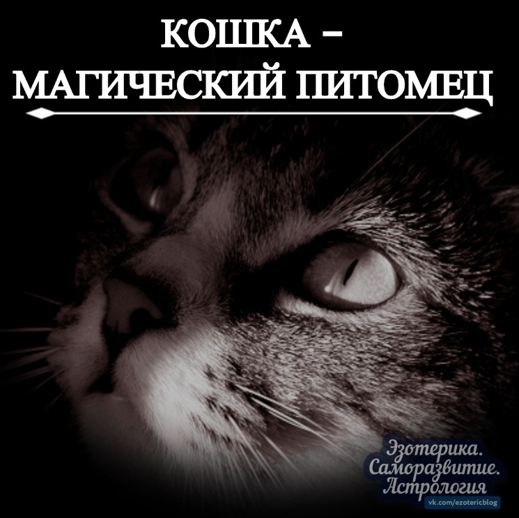 Многие не придают значения важности домашнего питомца. В особенности, это касается кошек, который обладают…