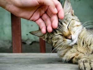 Кошка пришла в дом: что сулит примета. С кошками связано большое количество примет. Это…